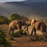 Two elephants playing on a South African plain