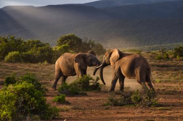 Two elephants playing on a South African plain