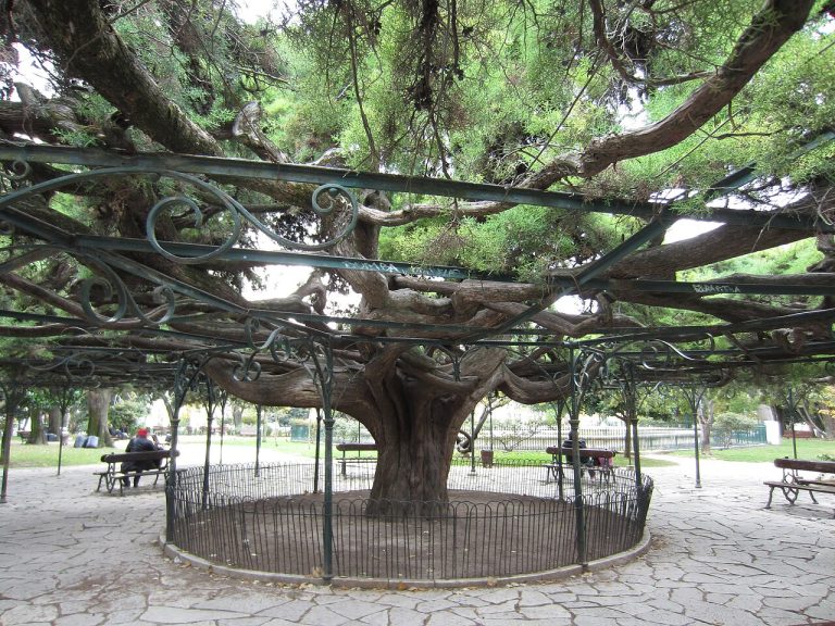 Jardim do Príncipe Real